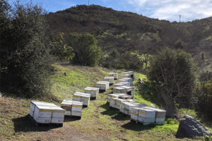 rossi ranch honey aviary california